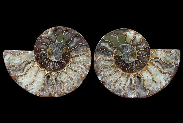 Cut & Polished Ammonite Fossil - Agatized #64965